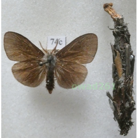 Canephora hirsuta (Poda, 1761) Czech74c